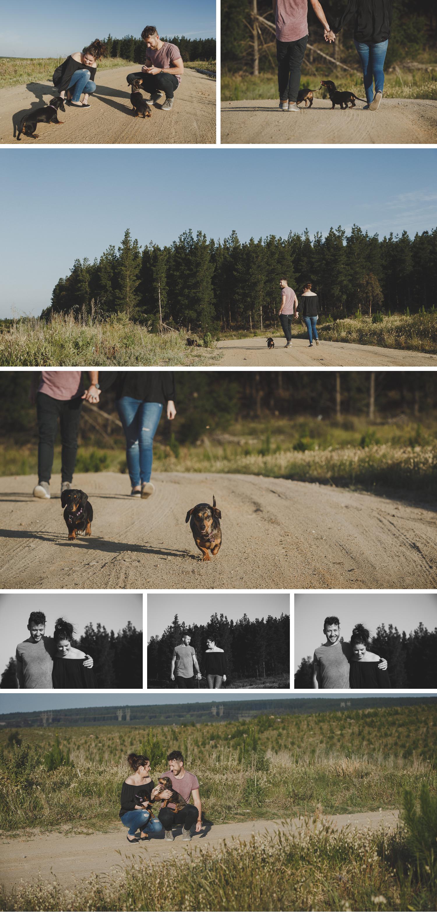 Pine Plantation Engagement Shoot, Gippsland Victoria Photographers, Sausage Dogs Photos, Cute Engagement Shoot by Danae Studios